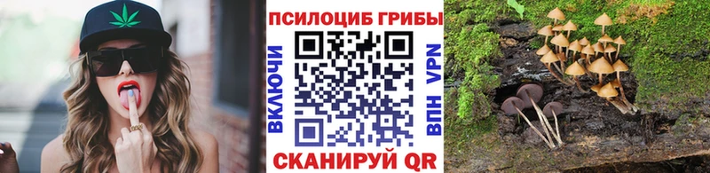 Купить  Шагонар  Псилоцибиновые грибы мицелий 